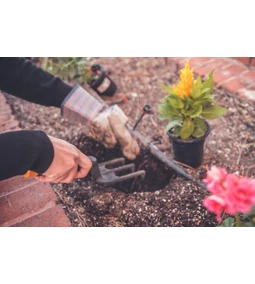 Növények téliesítése 