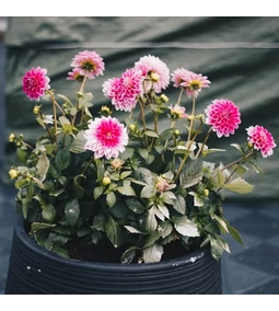 Öt őszi virág a teraszra