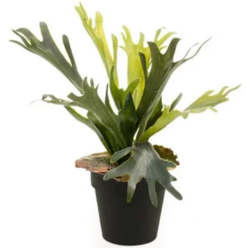 Agancspáfrány műnövény 35cm , fern staghorn cserepes műnövény