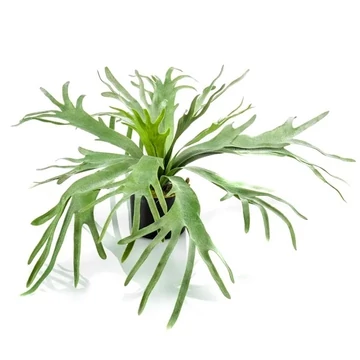 Szarvasagancs páfrány műnövény 55cm , fern staghorn cserepes műnövény