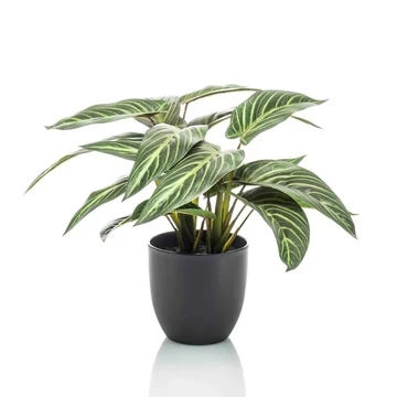 Zebralevél, Calathea zebrina műnövény 38cm , cserepes műnövény