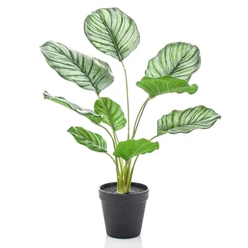 Zebralevél, Calathea orbifolia műnövény 45cm , cserepes műnövény