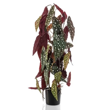 Pöttyös begónia, begonia maculata műnövény 75cm , cserepes műnövény