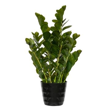 Zamioculcas M agglegénypálma műnövény 90cm magas fekete műanyag kaspóban F1006-90-91