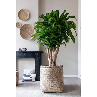 Kocka kaspó 50cm-ig