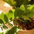 Kép 2/3 - Zamioculcas 70cm , agglegénypálma cserepes műnövény, 7 ággal