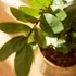 Kép 3/3 - Zamioculcas 110cm , agglegénypálma cserepes műnövény, 11 ággal