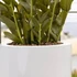 Kép 4/4 - Zamioculcas M agglegénypálma műnövény 90cm magas fekete műanyag kaspóban F1006-90-91